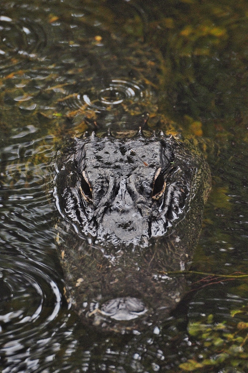 alligator